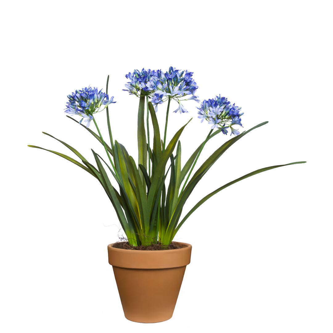 Artificial agapanthus plant with blue flowers in terracotta pot, isolated on white background