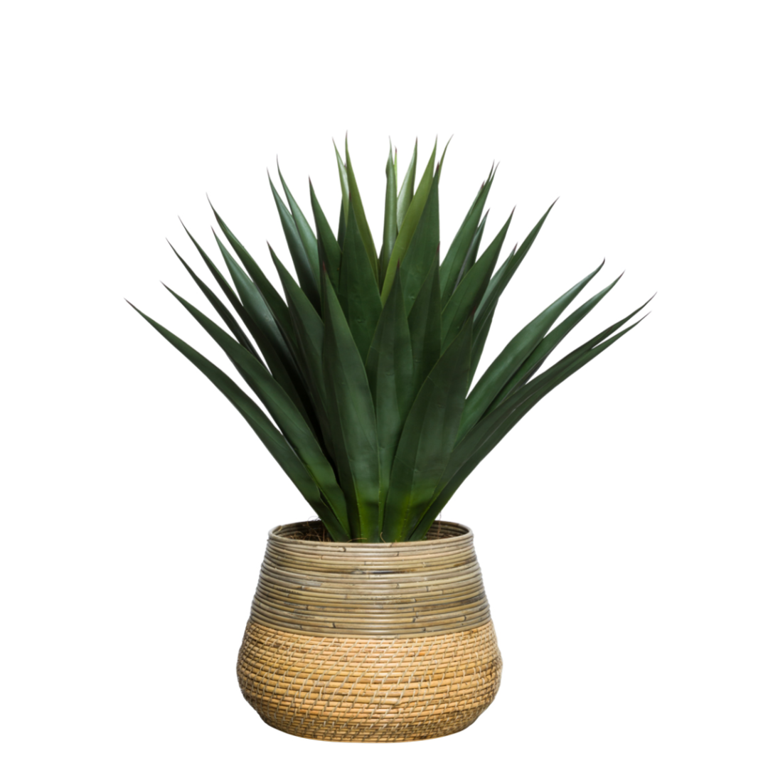 Artificial agave plant with green leaves in a woven basket planter on white background