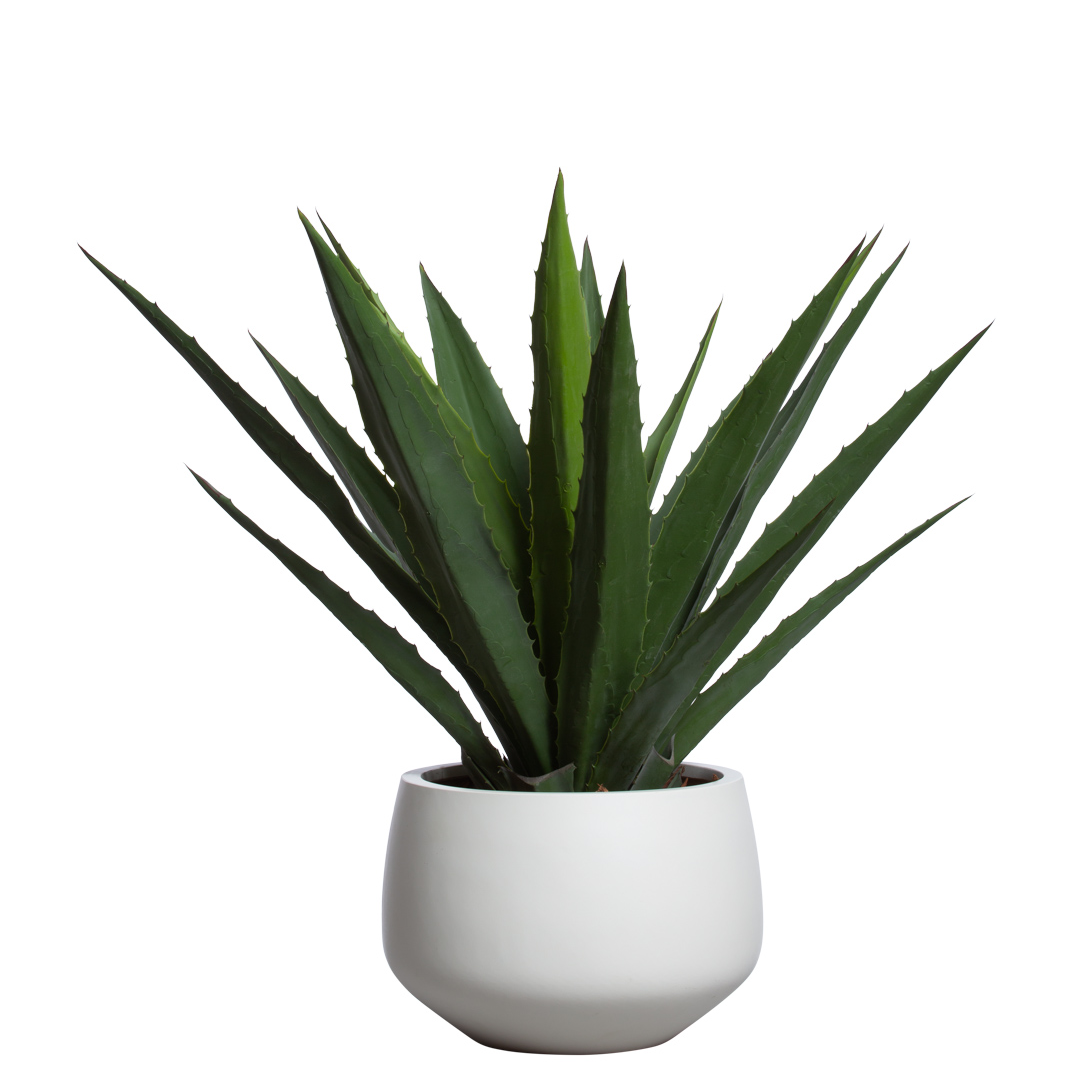 Artificial aloe plant in a white ceramic pot on a white background
