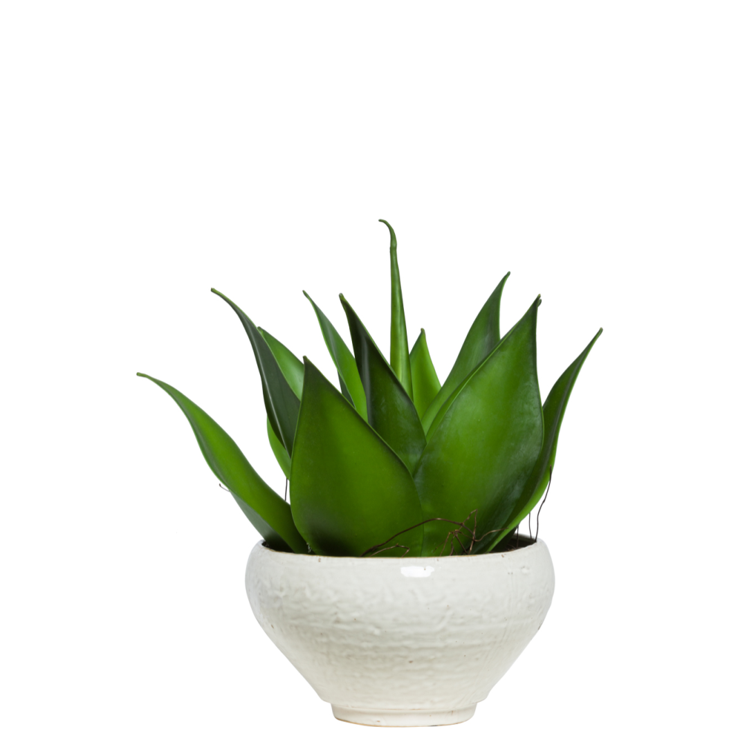 Artificial aloe plant with thick green leaves in a round white ceramic pot, isolated on white