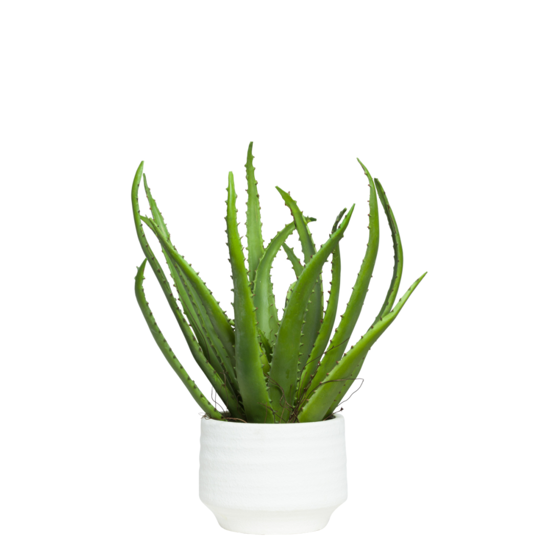 realistic artificial aloe plant in white ceramic pot on white background
