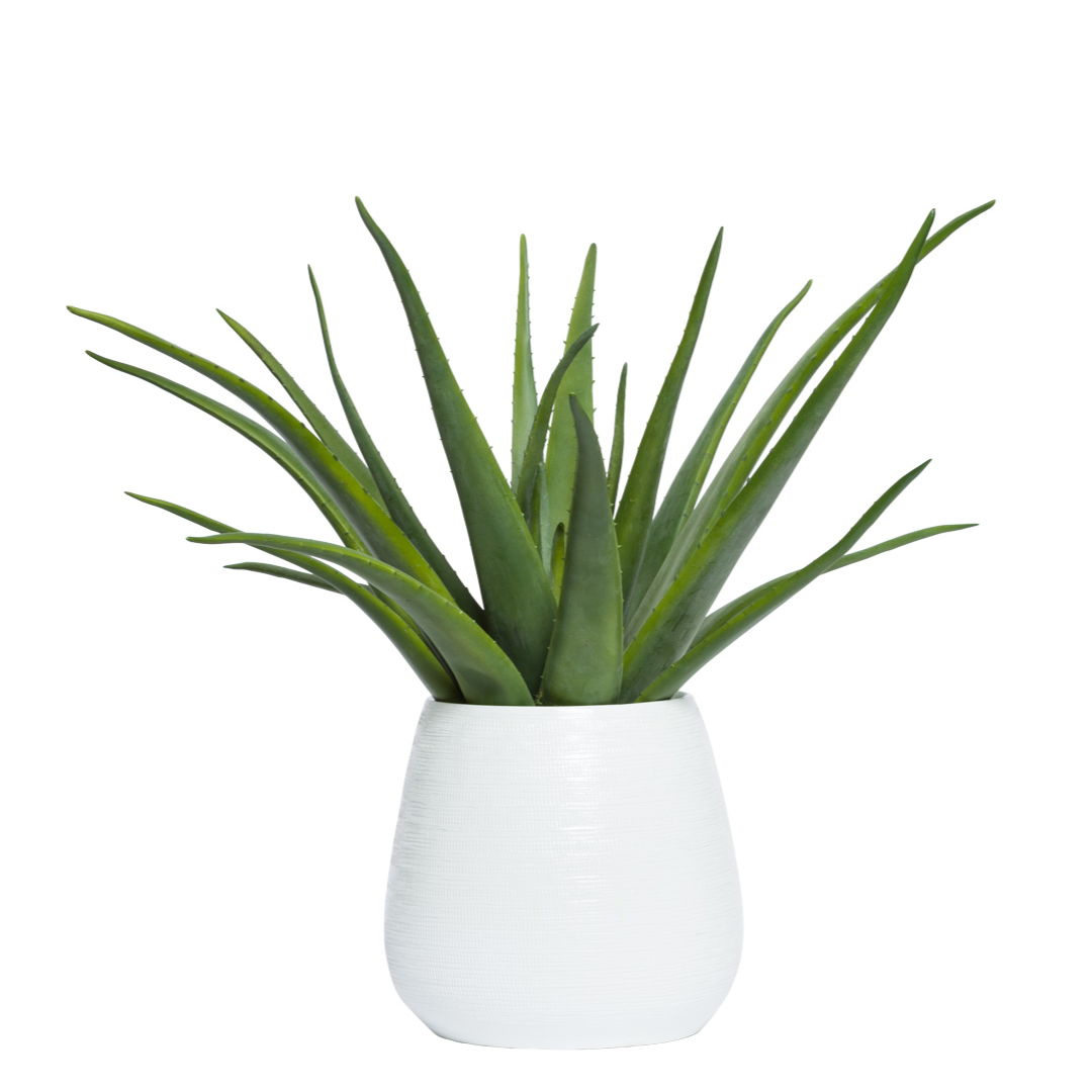Artificial aloe plant in white textured vase, realistic green leaves, isolated on white background
