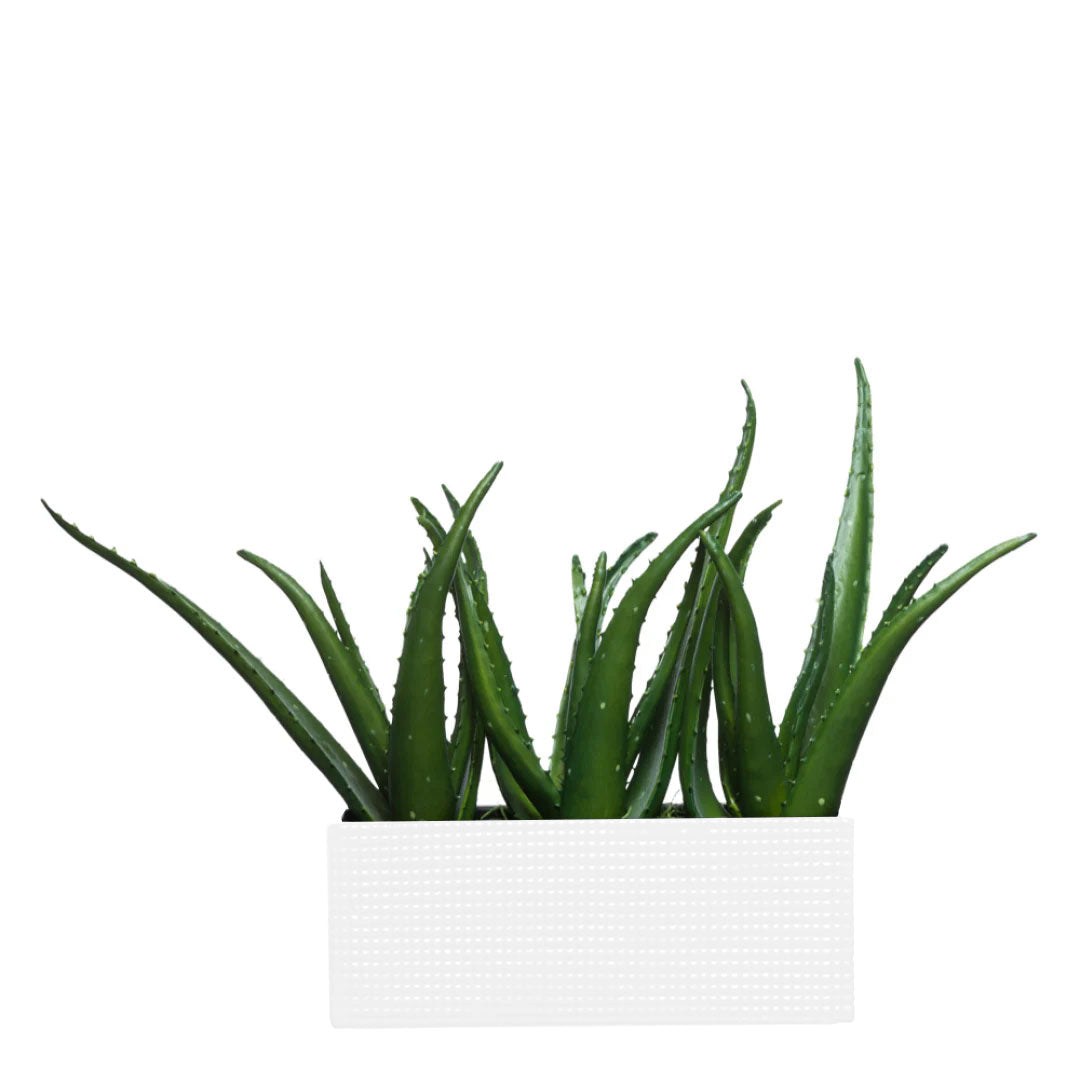 Artificial aloe vera plant in a modern white rectangular planter on white background