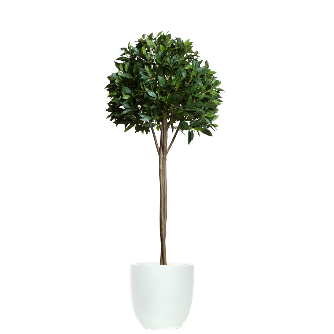 Bay leaf topiary tree with dense green foliage in a white pot on a white background