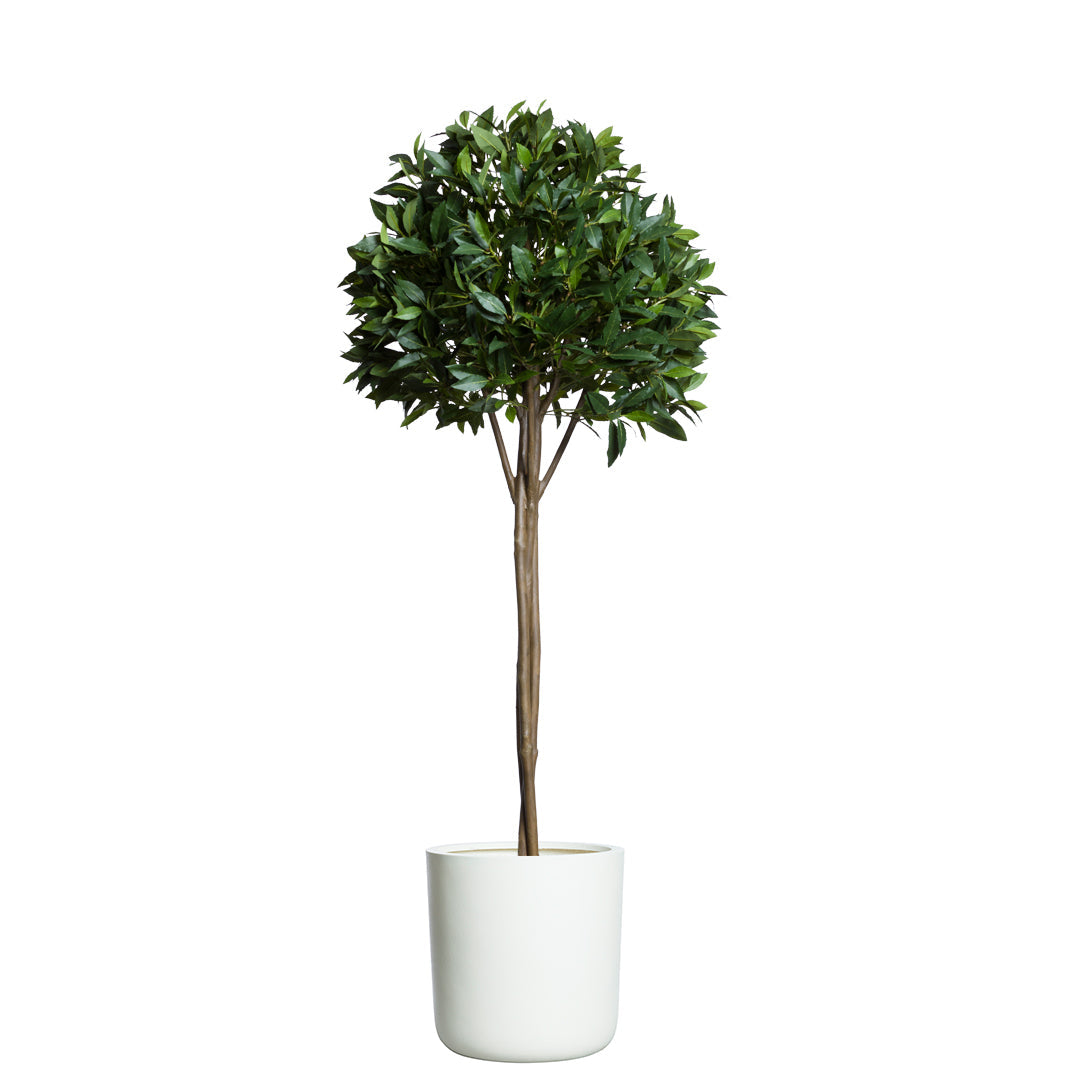 Bay leaf topiary tree with round green foliage in a white pot, isolated on white background