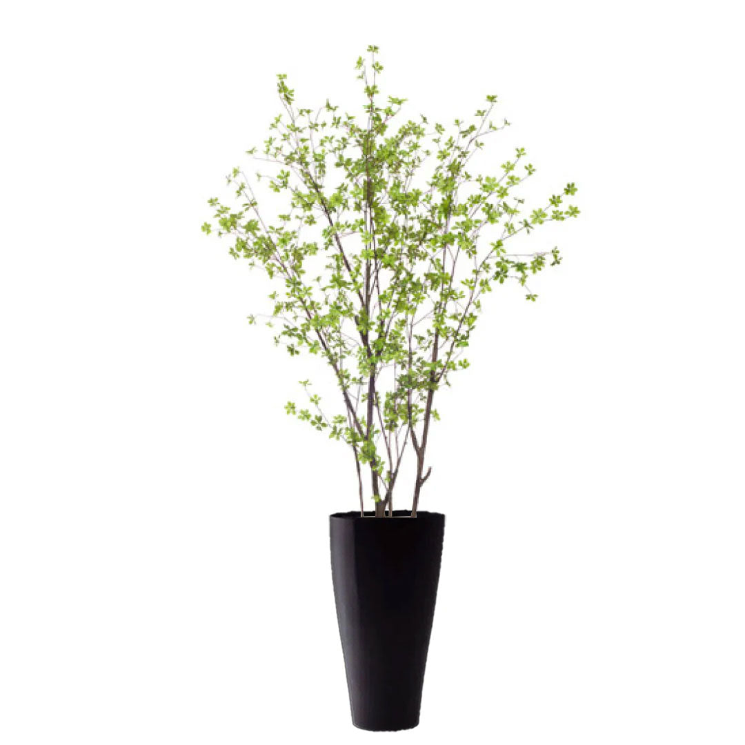Artificial birch tree with green leaves in a tall black planter, isolated on white