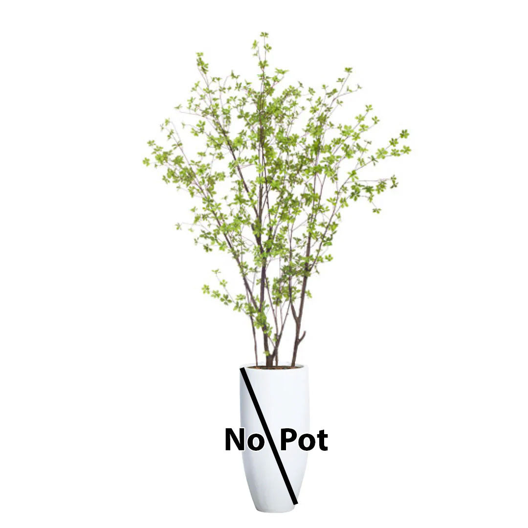 Artificial Asian birch tree branches with green leaves, no pot included, on white background