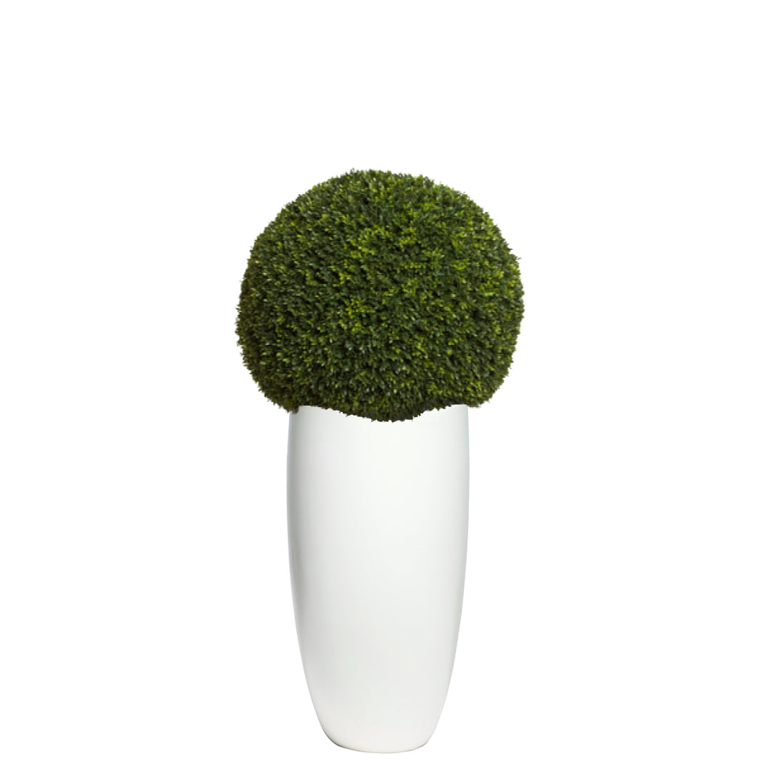 Artificial boxwood topiary in smooth white planter, isolated on white background