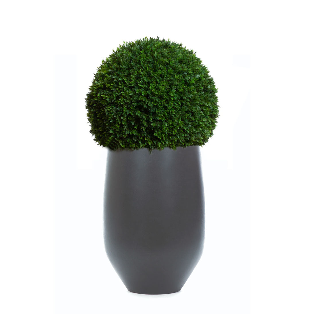 Artificial boxwood ball topiary in a sleek black tapered planter, isolated on white