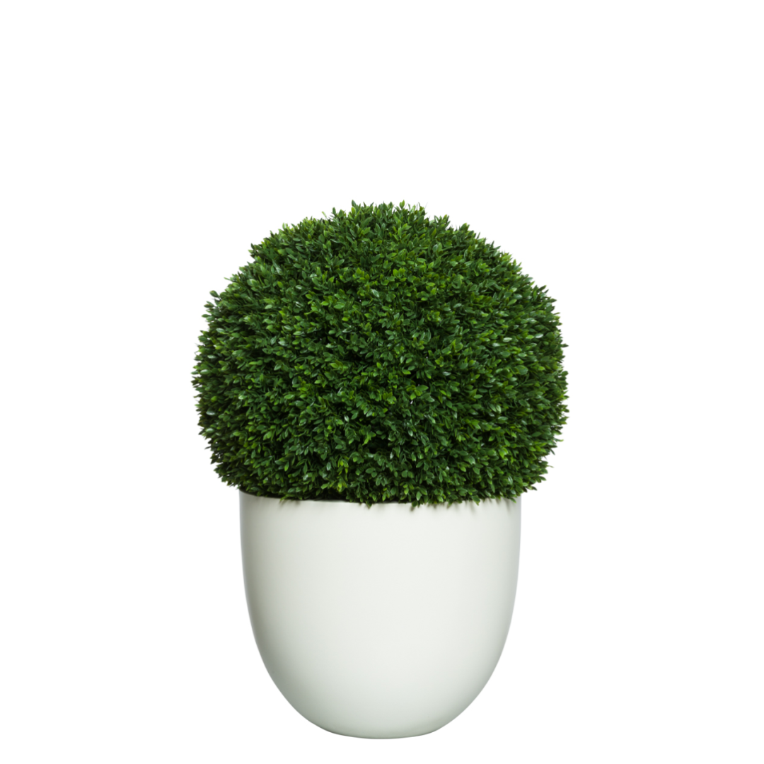 Artificial boxwood ball topiary in a modern white planter on white background