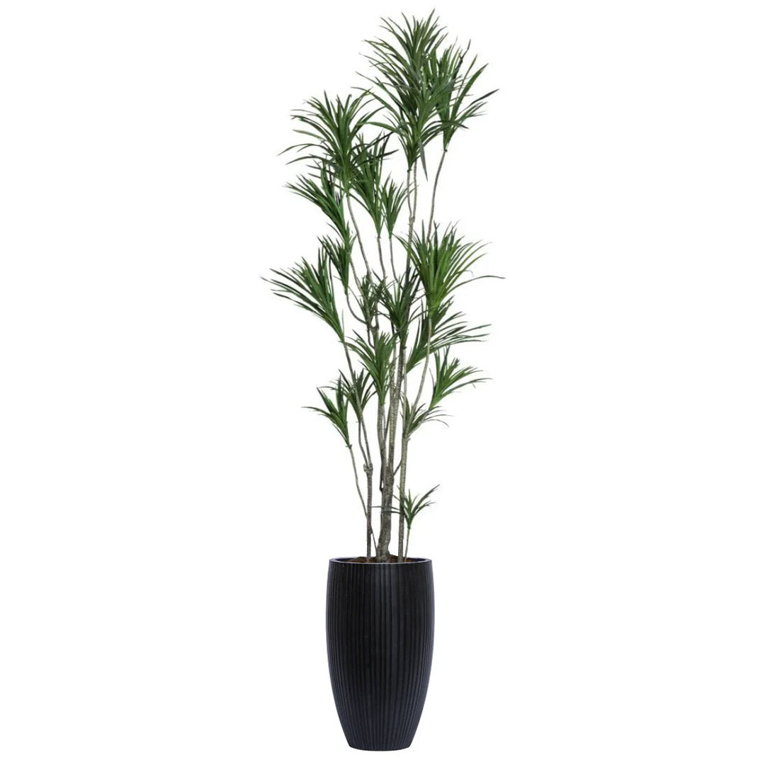 Tall artificial dracaena plant with green spiky leaves in a ribbed black planter