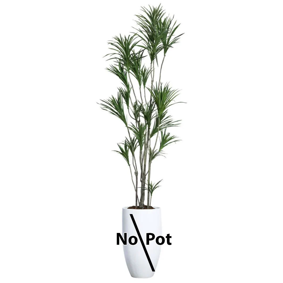 Artificial dracaena plant with tall green leaves, shown in a white pot labeled No Pot