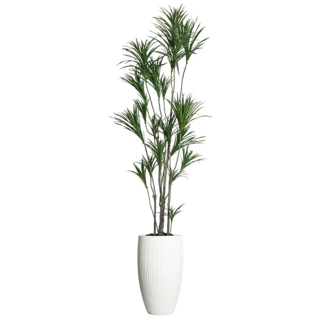 Tall artificial dracaena plant with slender green leaves in a white ribbed planter