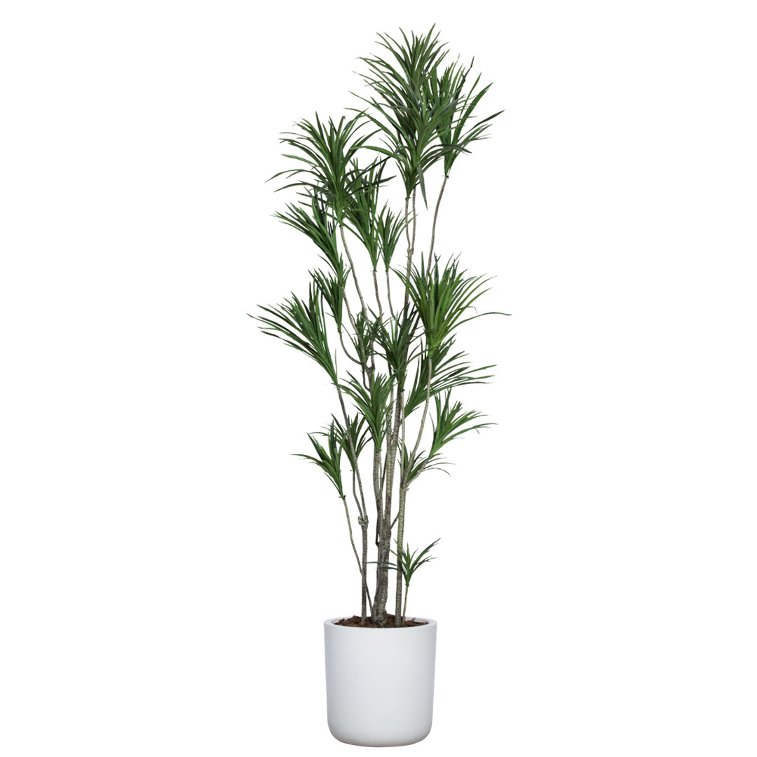 Artificial dracaena plant with green leaves in a modern white pot on white background