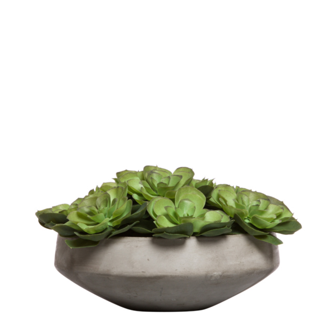 Lifelike green echeveria succulents in a modern gray concrete bowl planter