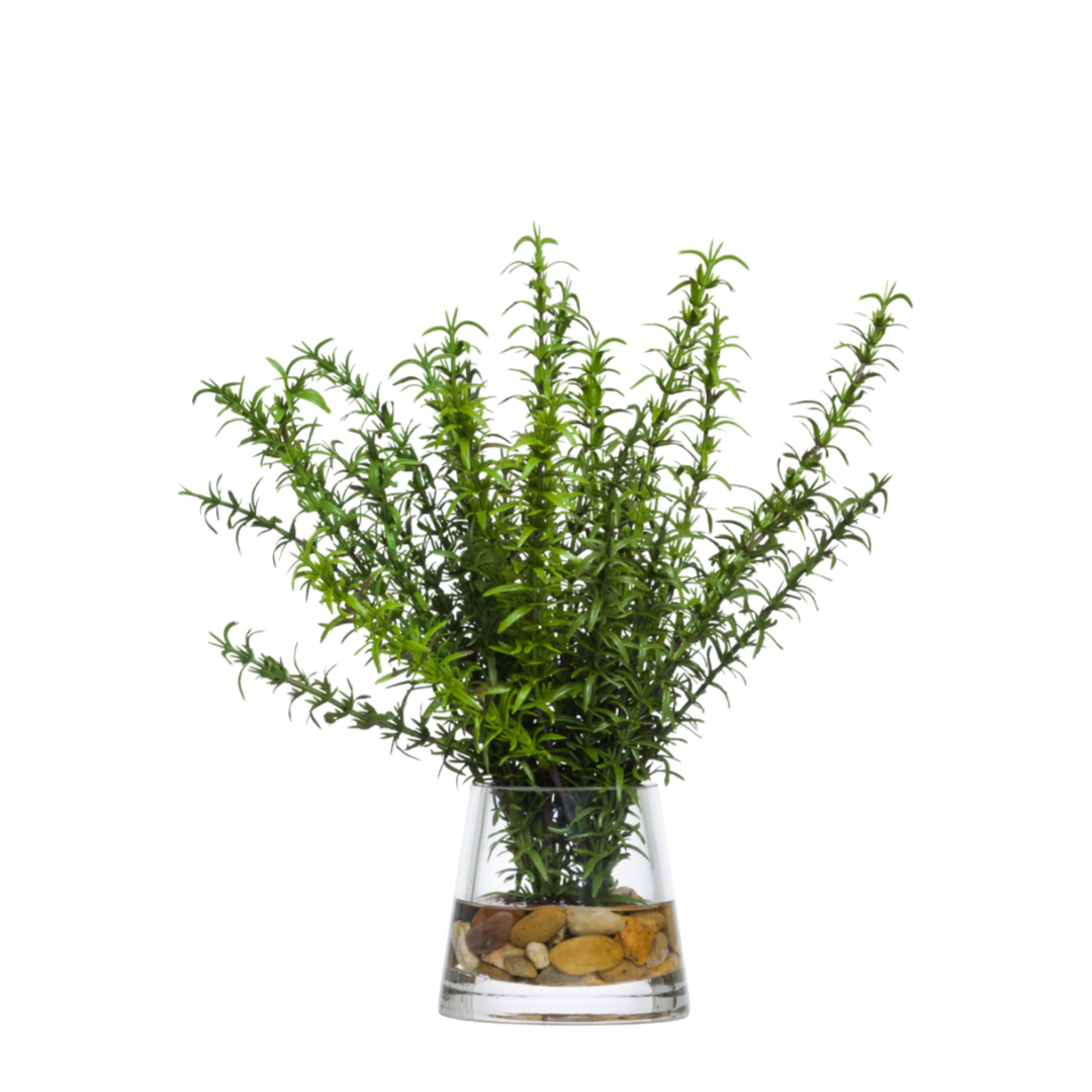 Artificial rosemary grass plant in a clear glass vase with decorative stones