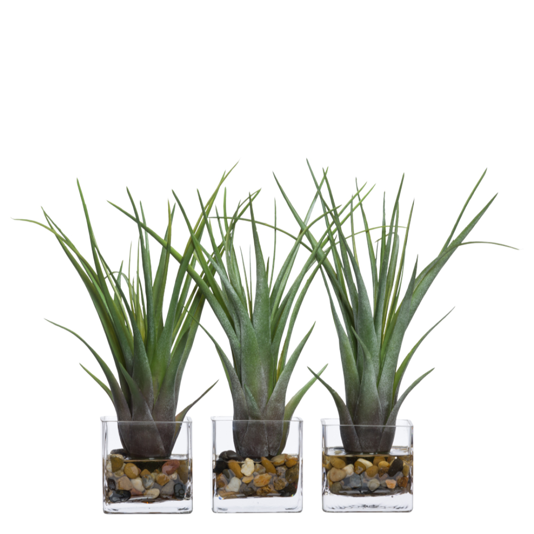 Three artificial tillandsia air plants in glass pots with decorative pebbles on white background