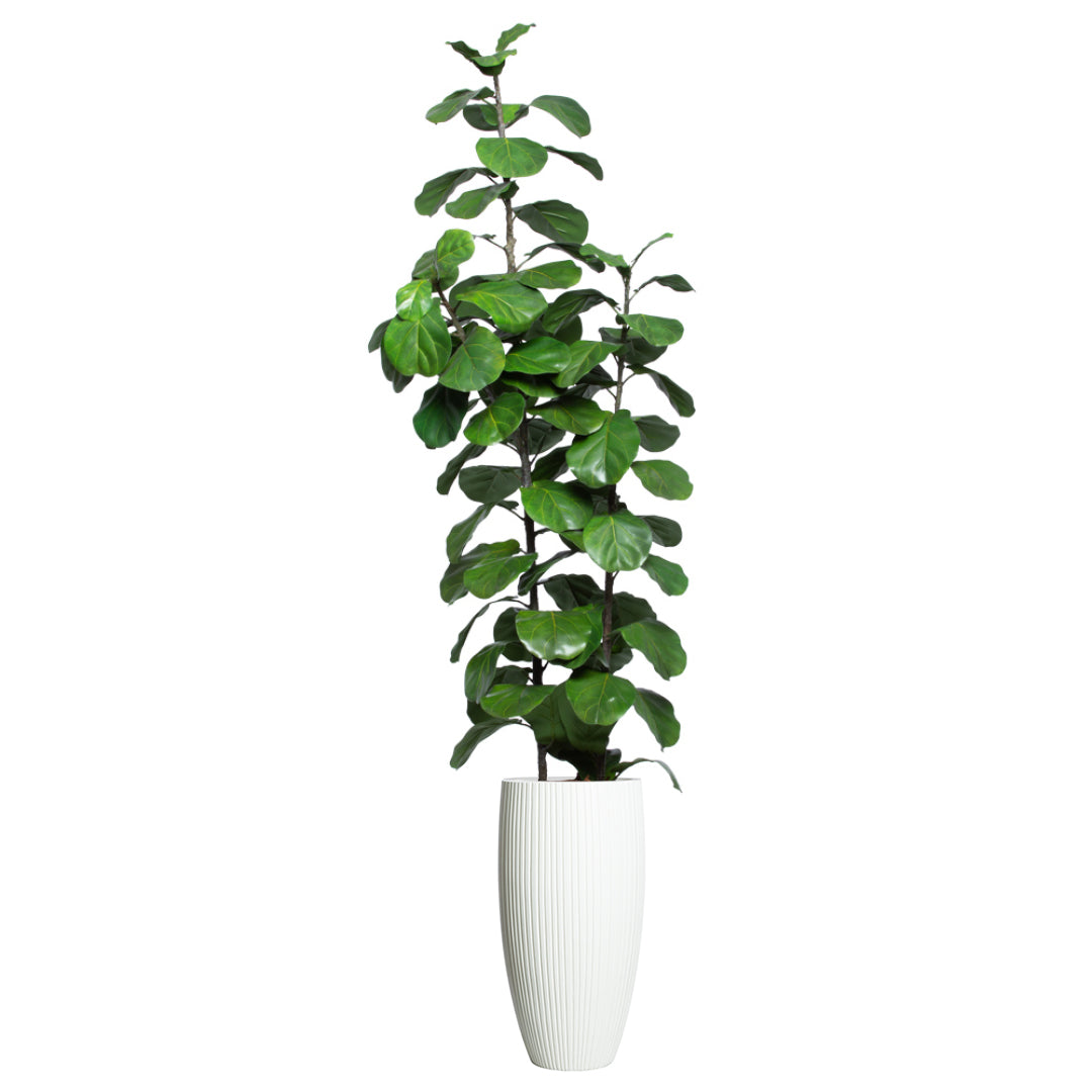 Artificial fiddle leaf fig tree in tall white ribbed planter on white background