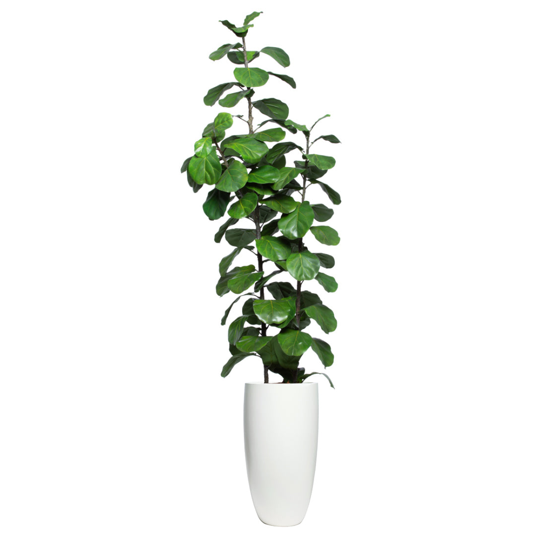 Artificial fiddle leaf fig tree in a tall smooth white planter, realistic green leaves