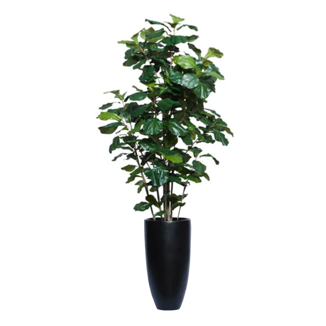 Artificial fiddle leaf fig tree in tall black smooth planter on white background