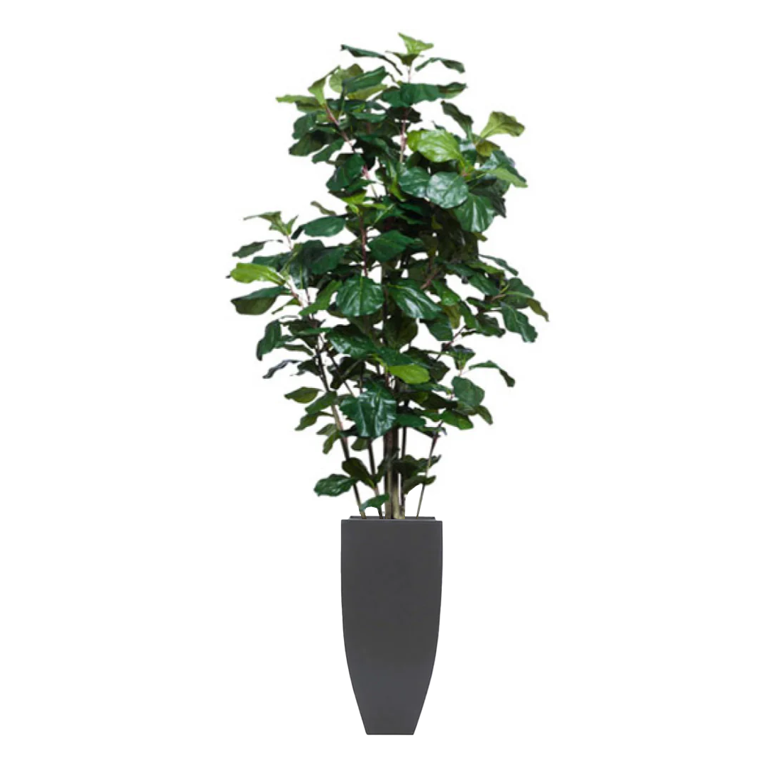 Artificial fiddle leaf fig tree in tall black planter on white background