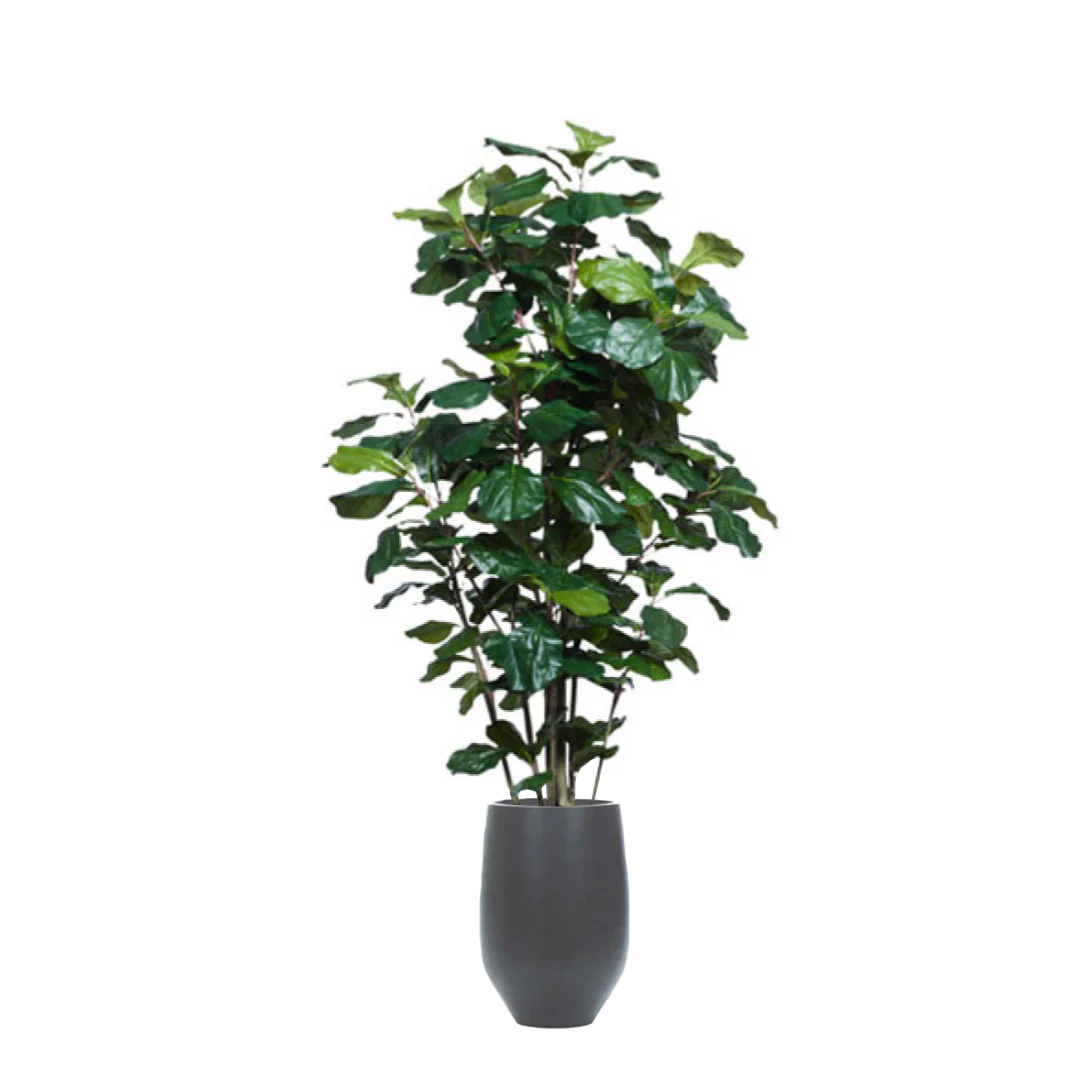 Artificial fiddle leaf fig tree in a black tapered pot on white background