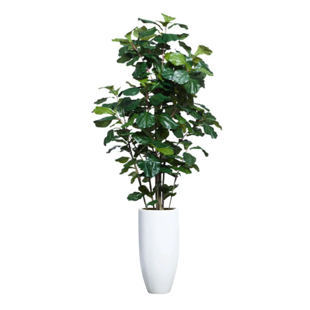 Artificial fiddle leaf fig tree in tall white planter on white background