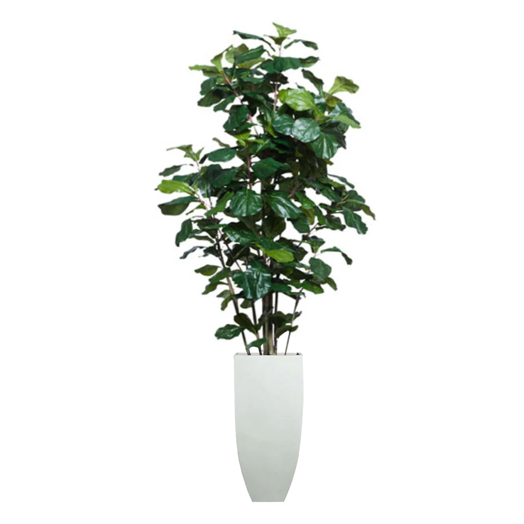 Artificial fiddle leaf fig tree in tall white planter on white background