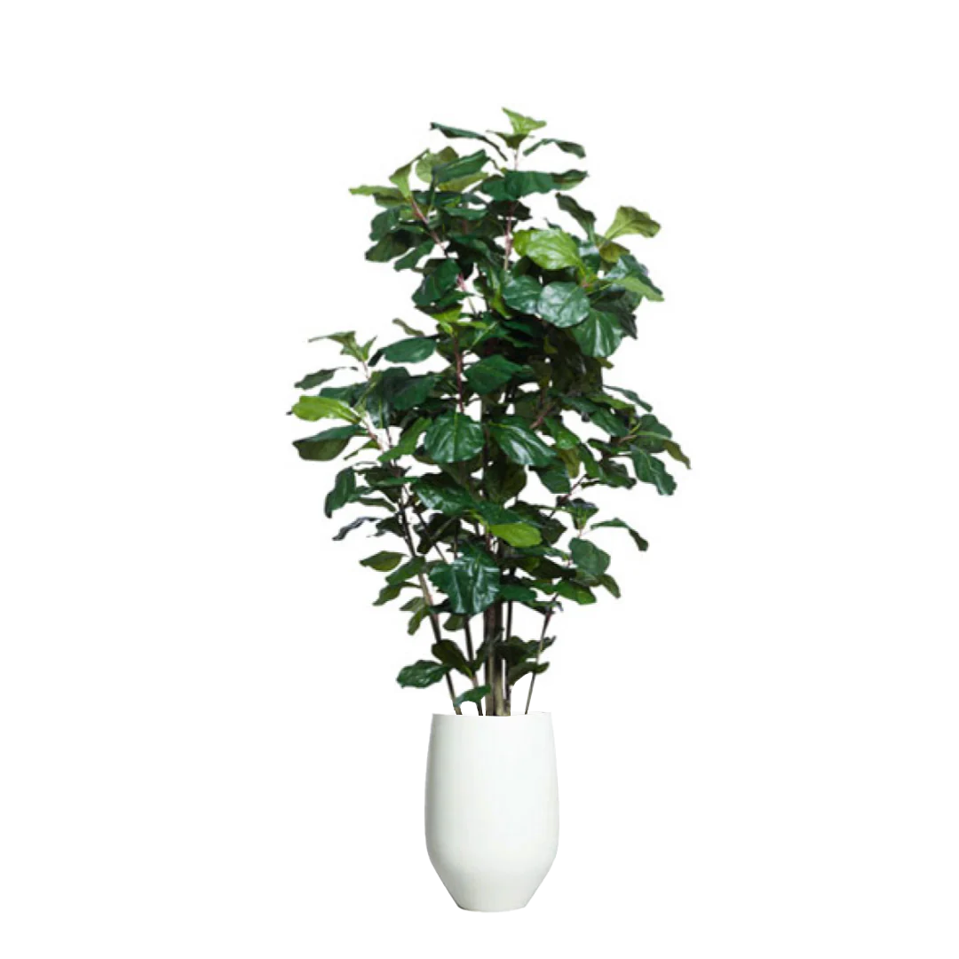 Artificial fiddle leaf fig tree in a modern white tapered planter