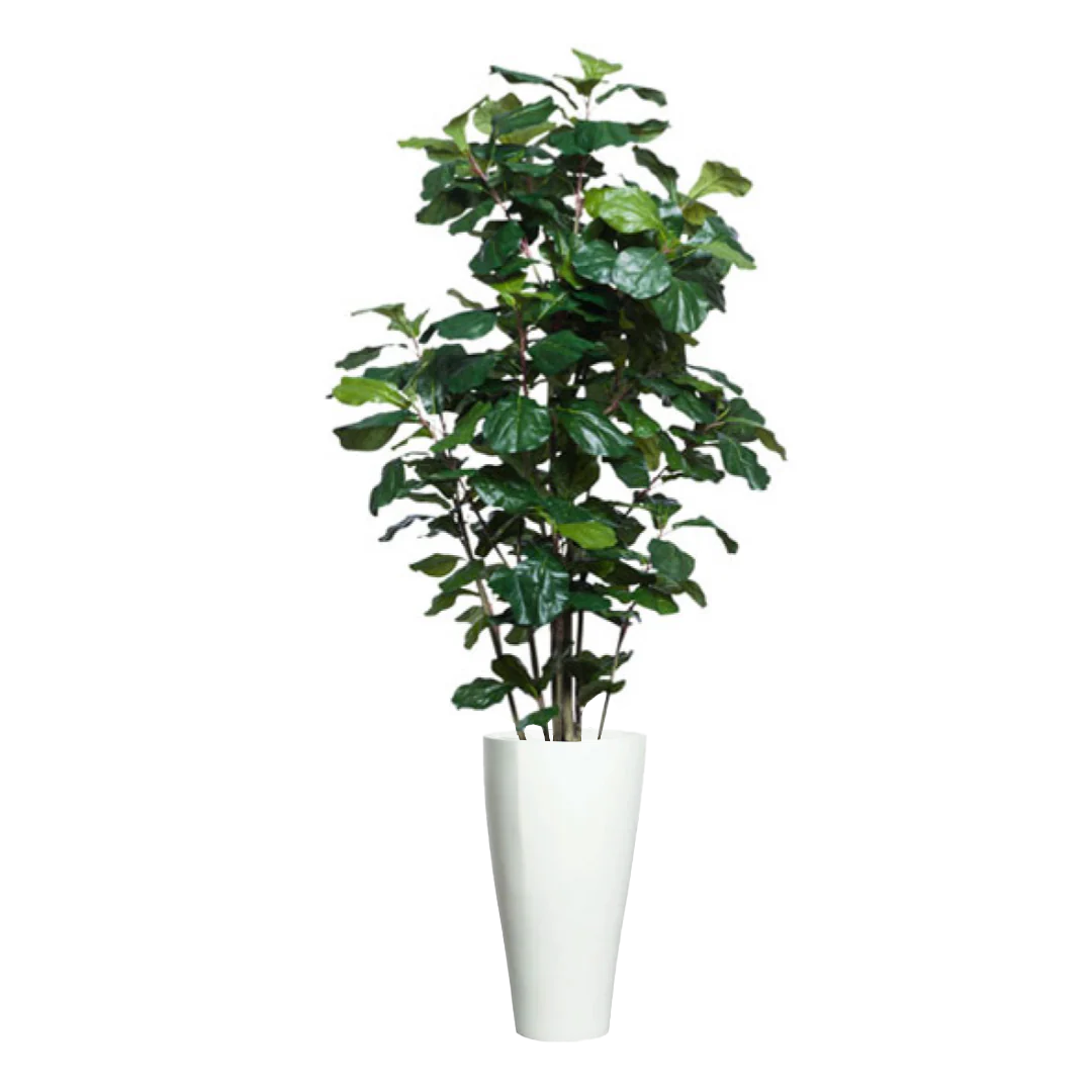 Artificial fiddle leaf fig tree in tall white planter on white background