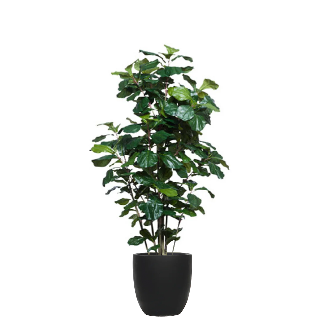 Artificial fiddle leaf fig tree in a black tapered pot, realistic green leaves, white background