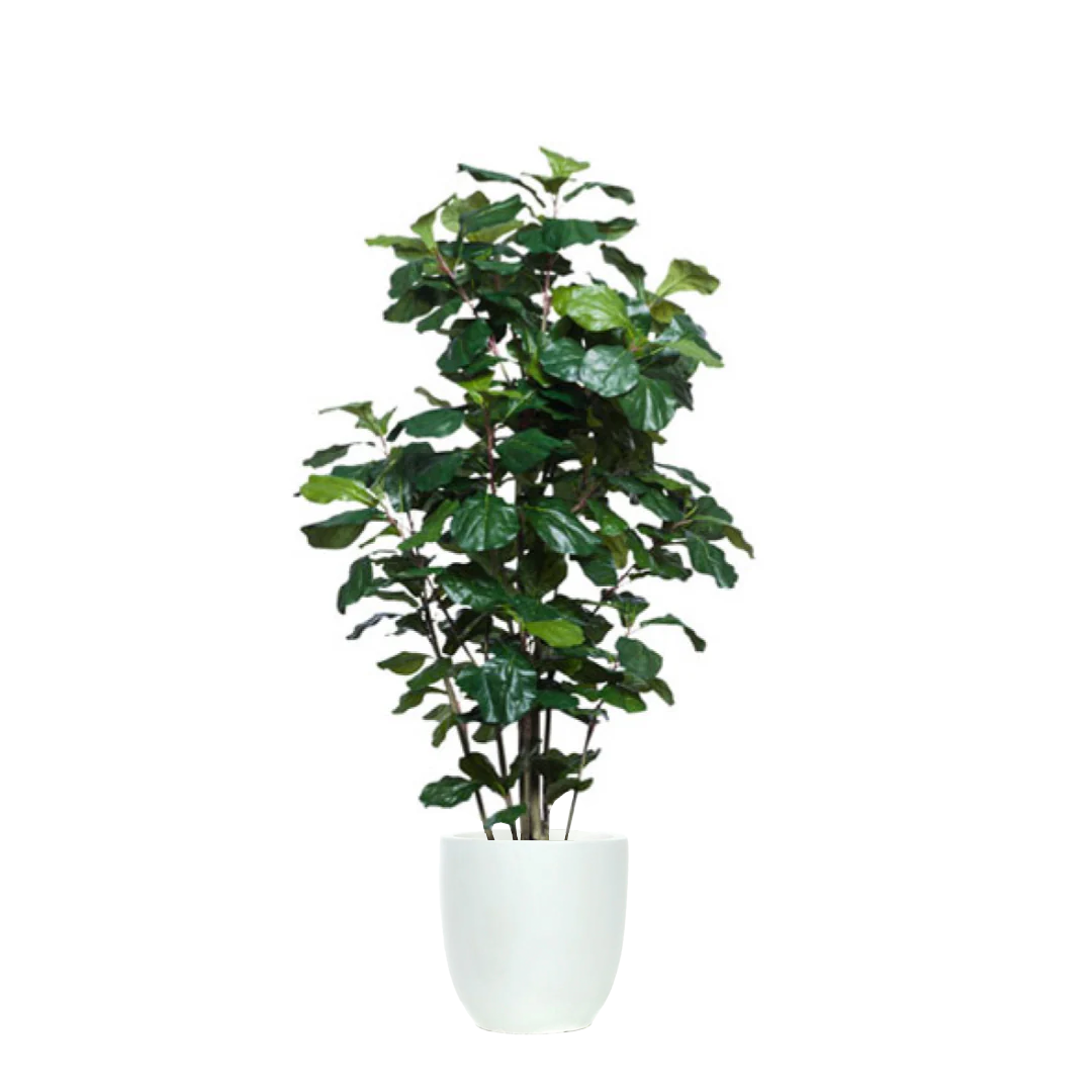 Artificial fiddle leaf fig tree in a white tapered pot, lush green leaves, isolated