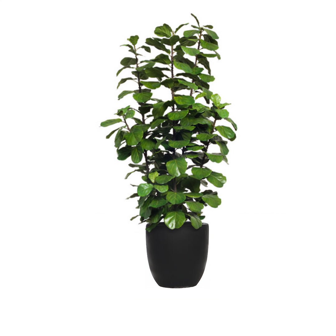 Artificial fiddle leaf fig tree in black pot with realistic green leaves