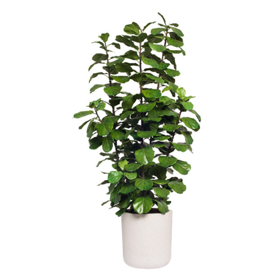 Artificial fiddle leaf fig tree with lush green leaves in a white planter, indoor decor