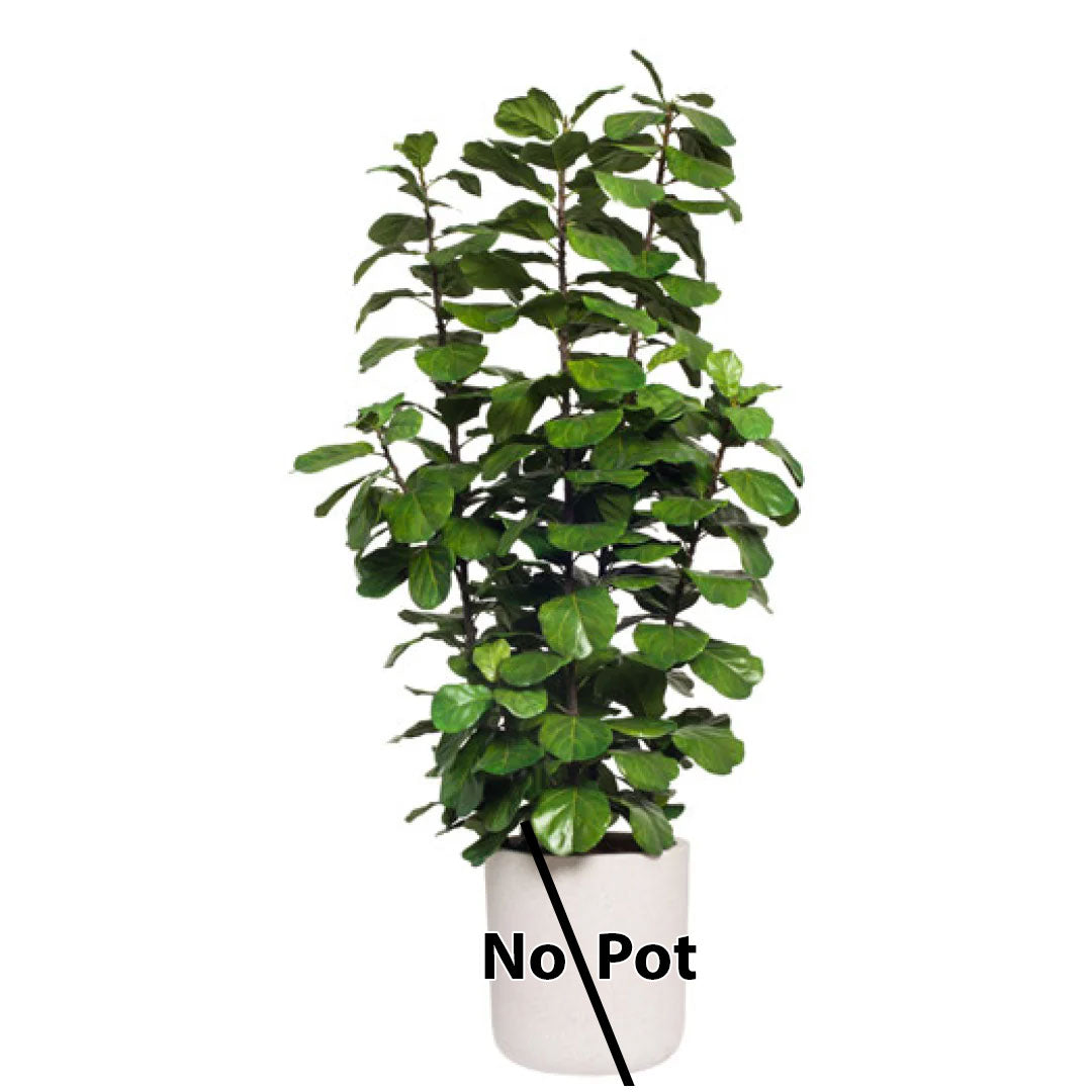 Artificial fiddle leaf fig plant with lush green leaves, no pot included, on white background.