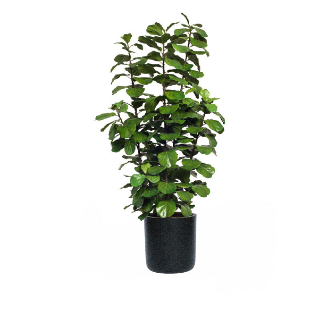 Artificial fiddle leaf fig plant in a short black pot with lush green leaves