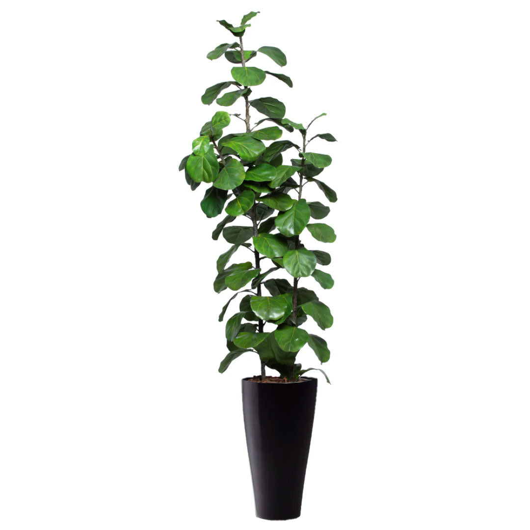 Tall artificial fiddle leaf fig tree in a sleek black planter, realistic green foliage
