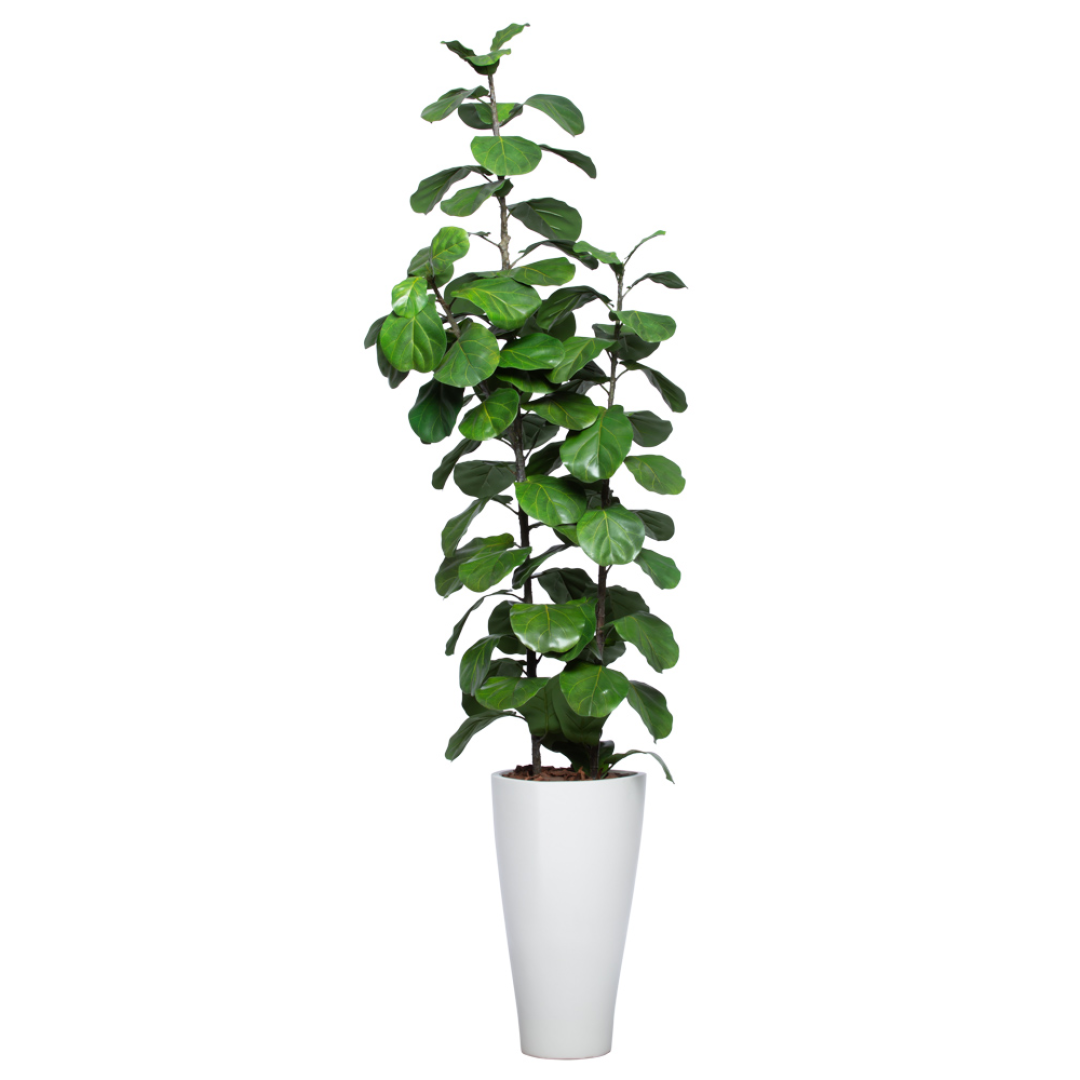 Tall artificial fiddle leaf fig tree in a modern white planter on white background