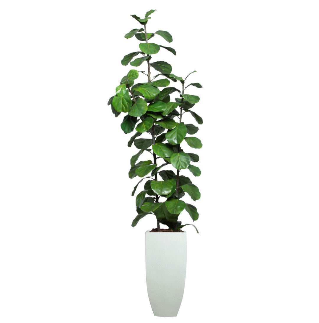 Artificial fiddle leaf fig tree with lush green leaves in a tall white planter