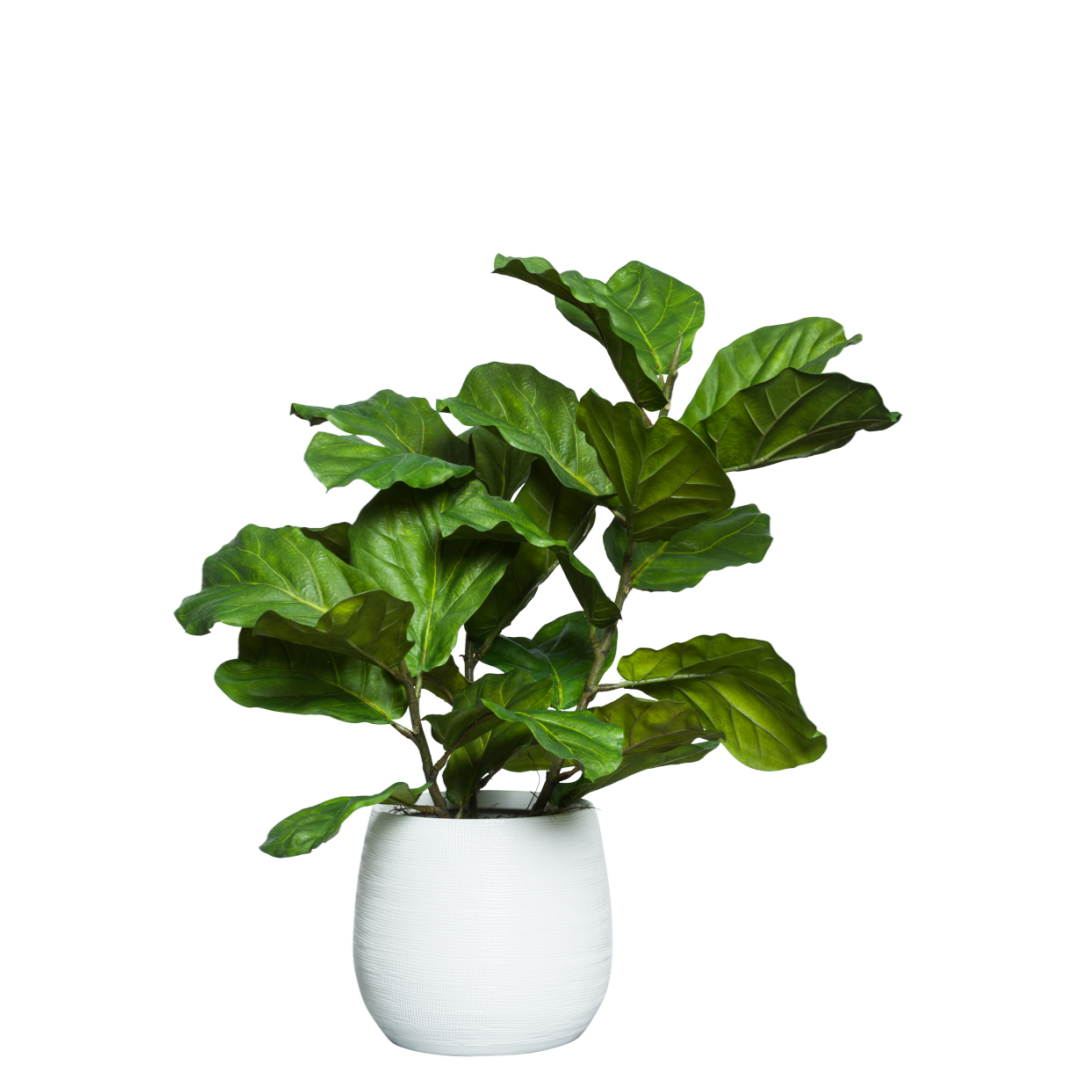Artificial fiddle leaf fig plant with broad green leaves in a white pot, isolated on white background.
