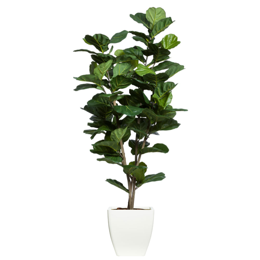 Artificial fiddle leaf fig tree in a modern white planter, isolated on white background