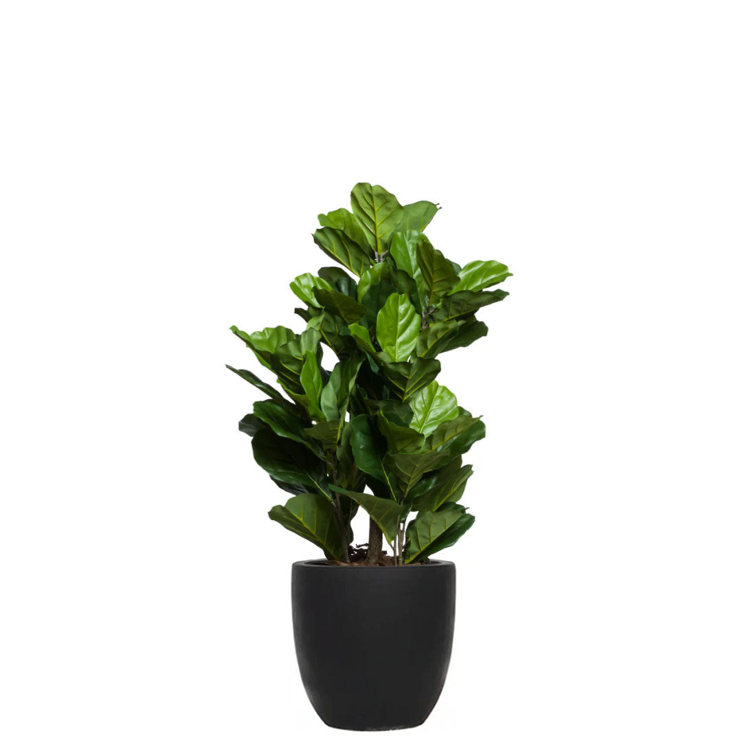 Artificial fiddle leaf fig plant in a black tapered pot with lush green leaves