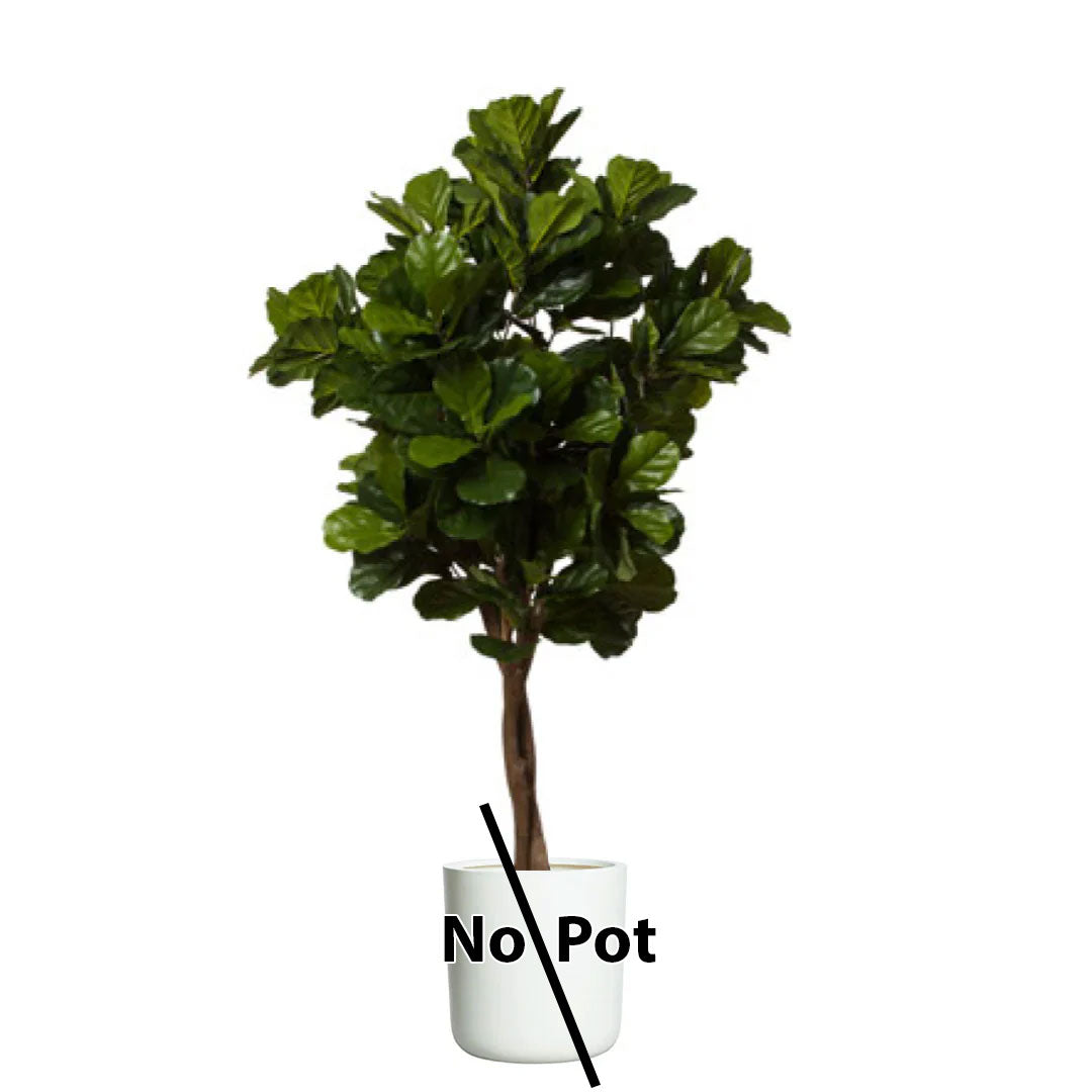 Artificial fiddle leaf fig tree with lush green leaves, white background, no pot included