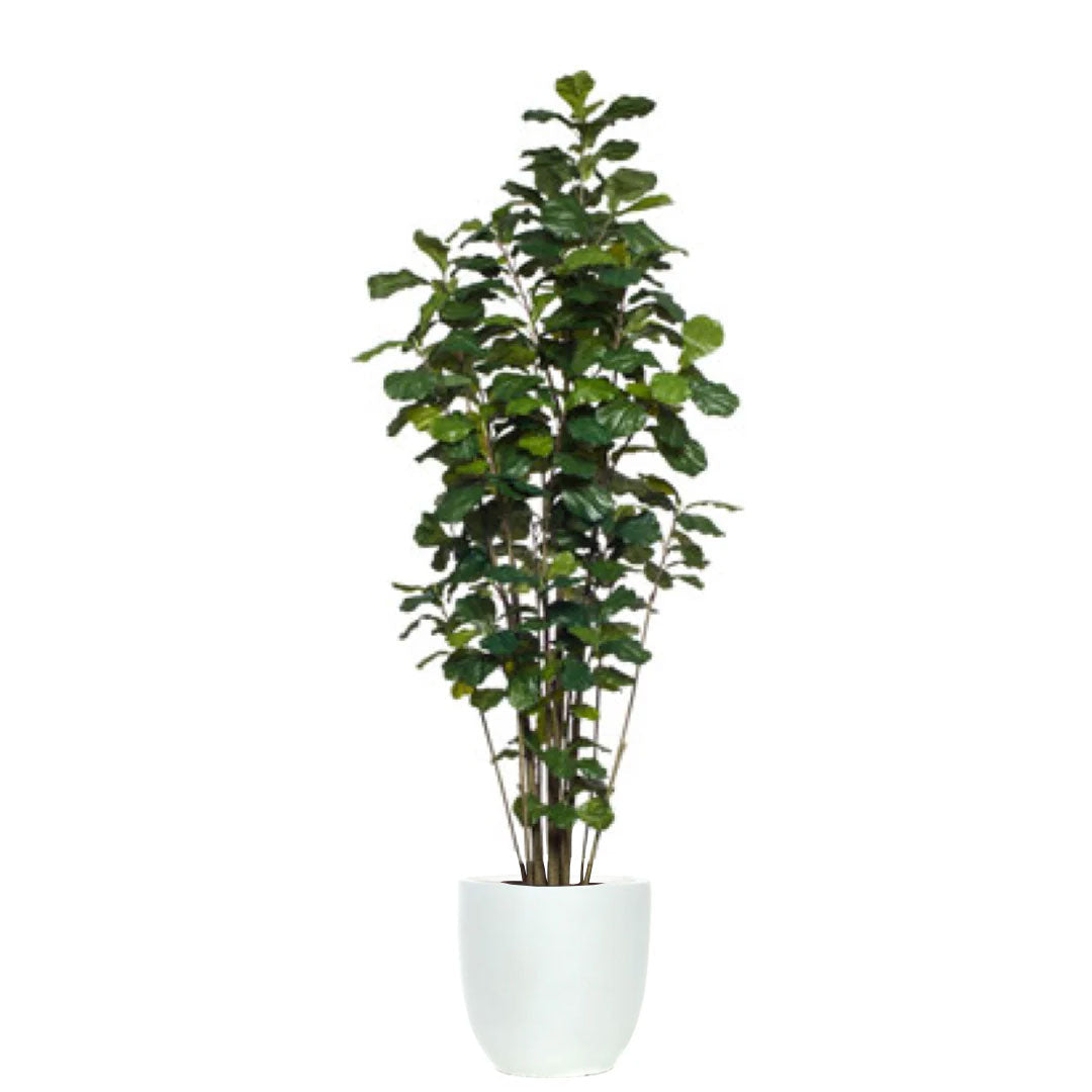 Artificial fiddle leaf fig tree in white tapered pot, realistic green leaves