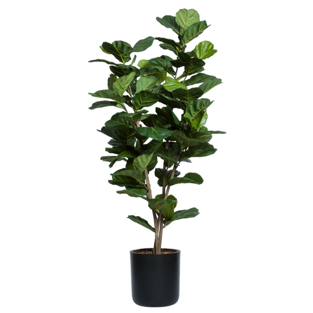 Artificial fiddle leaf fig tree in a modern black pot on white background