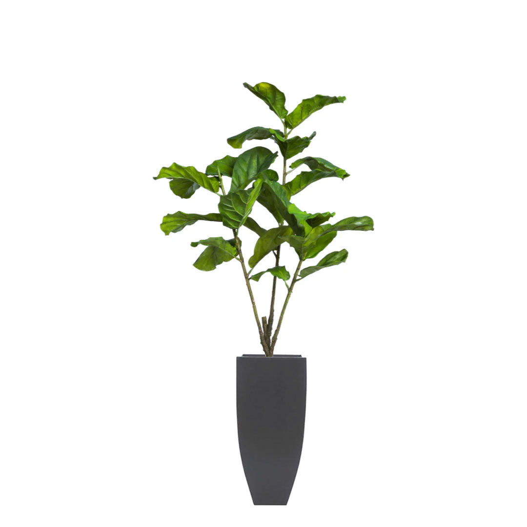 Artificial fiddle leaf fig tree in tall black planter on white background