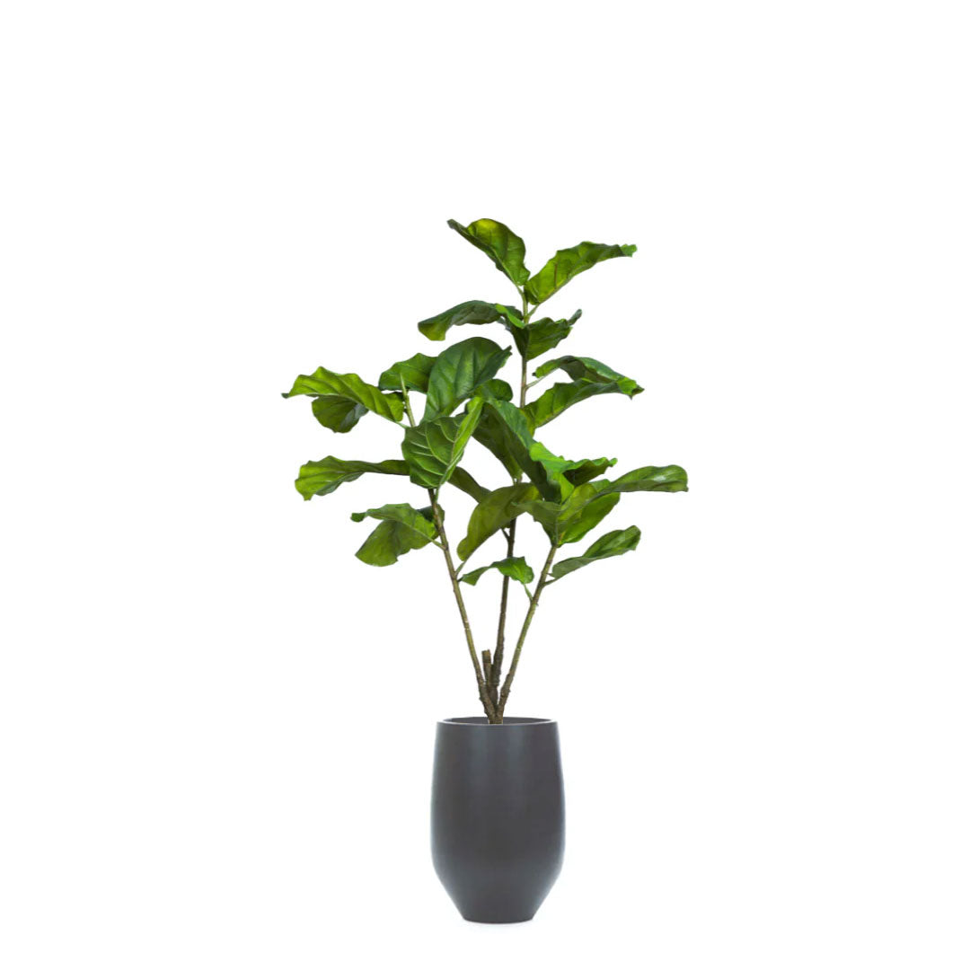 Artificial fiddle leaf fig tree in a matte black tapered pot on white background