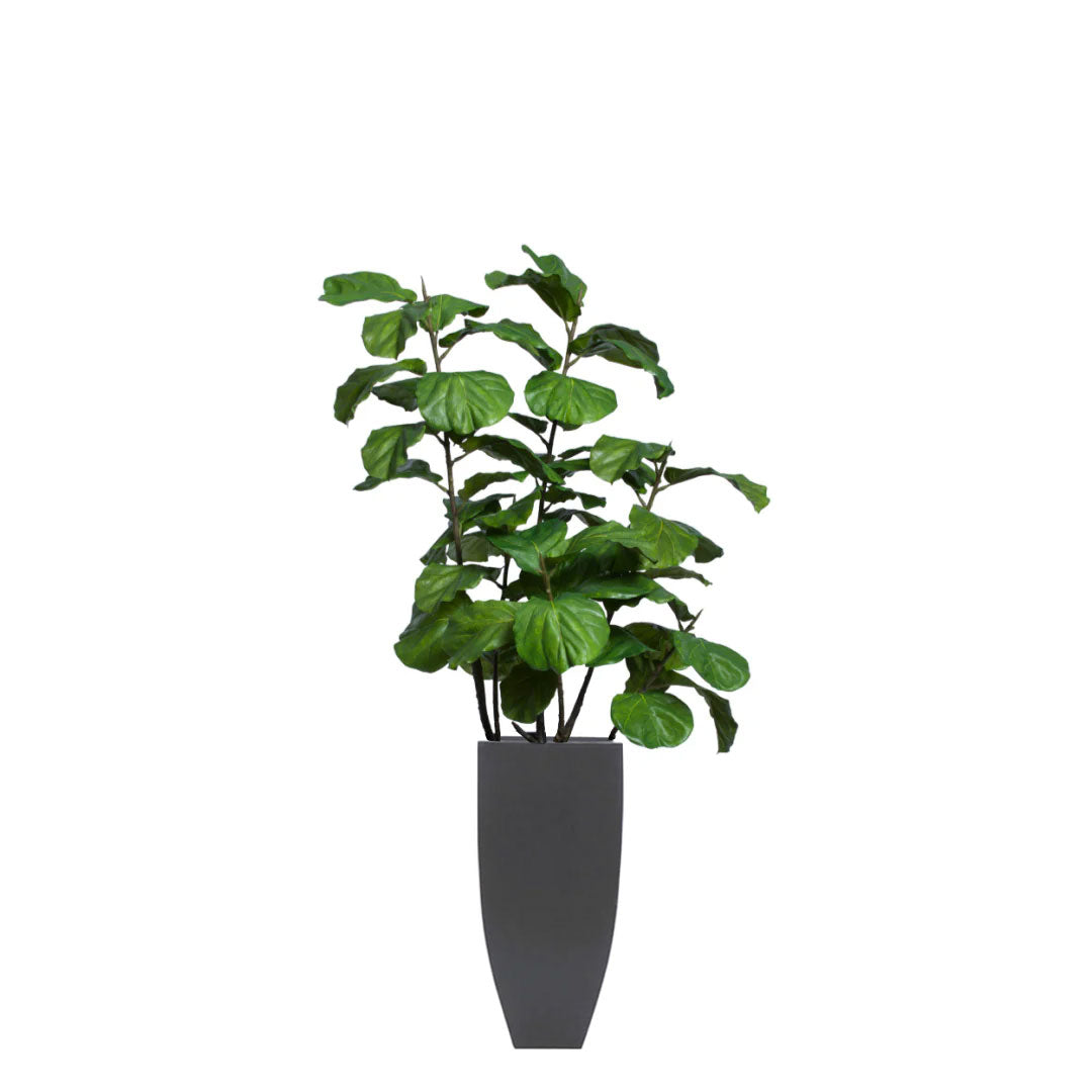 Artificial fiddle leaf fig tree in tall black planter on white background