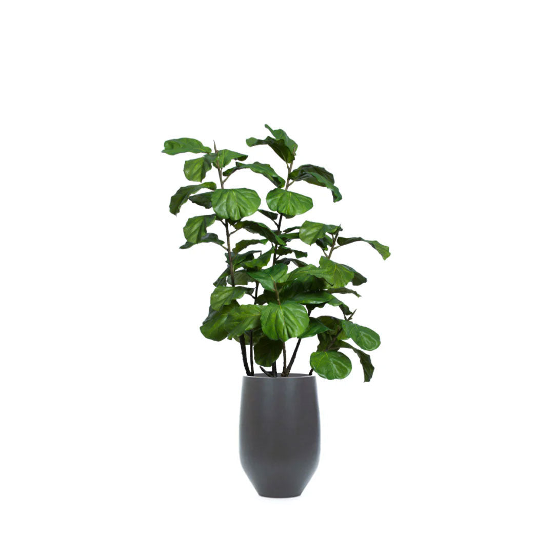 Artificial fiddle leaf fig plant in a modern black tapered pot against white background