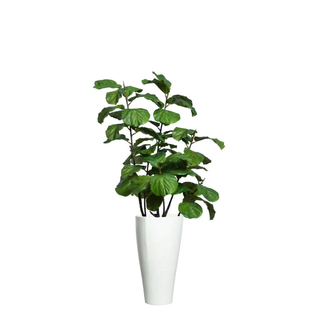 Artificial fiddle leaf fig plant in tall white planter on white background
